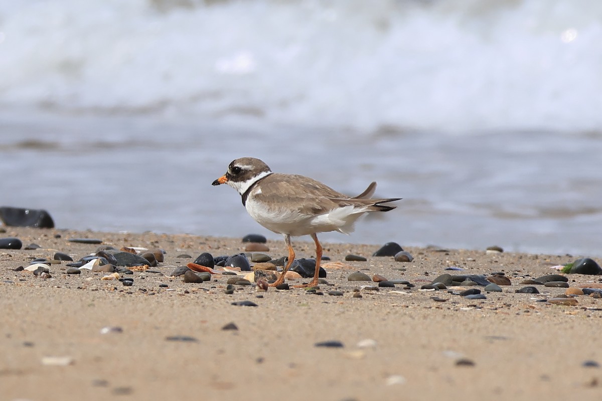 Common Ringed Plover - ML644683757