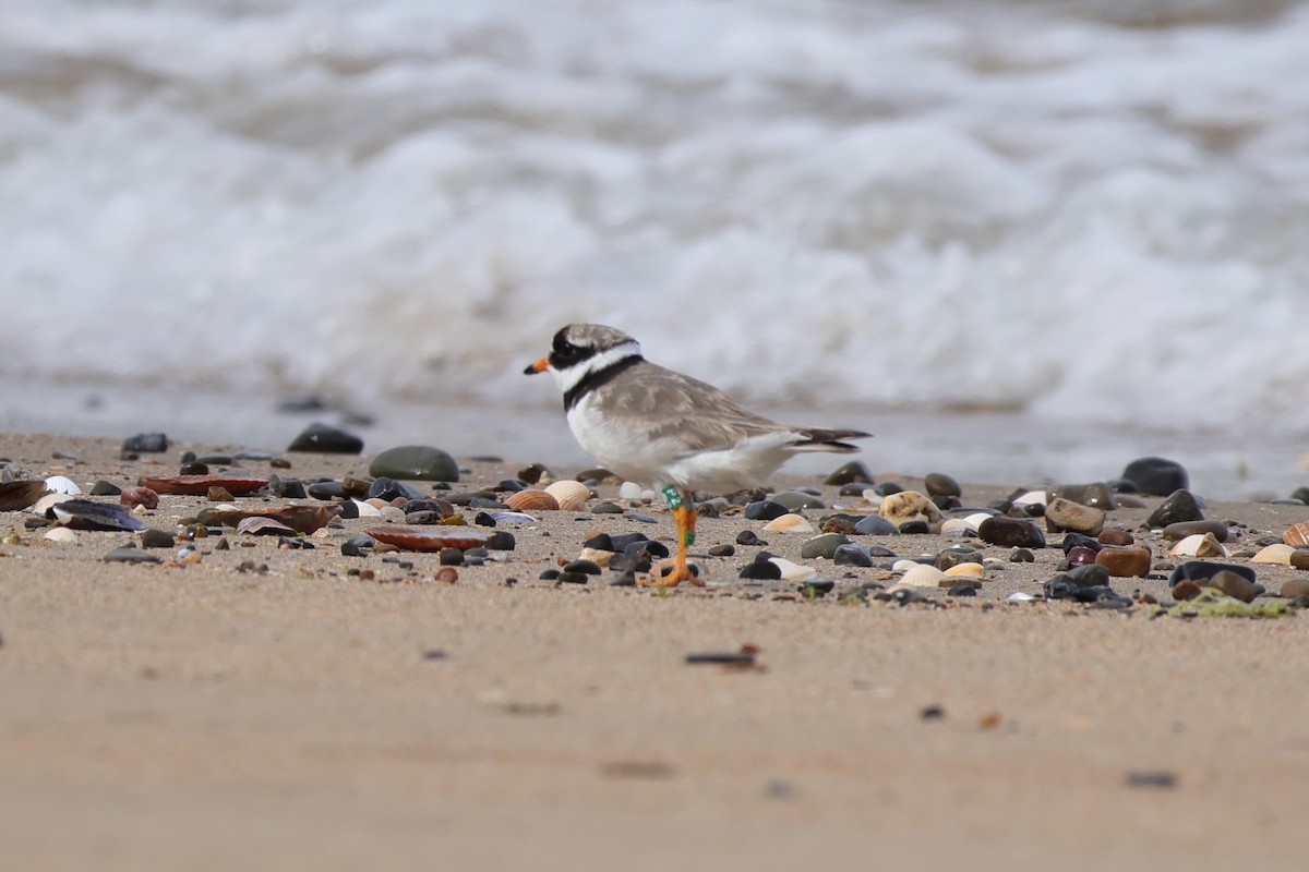 Common Ringed Plover - ML644683758