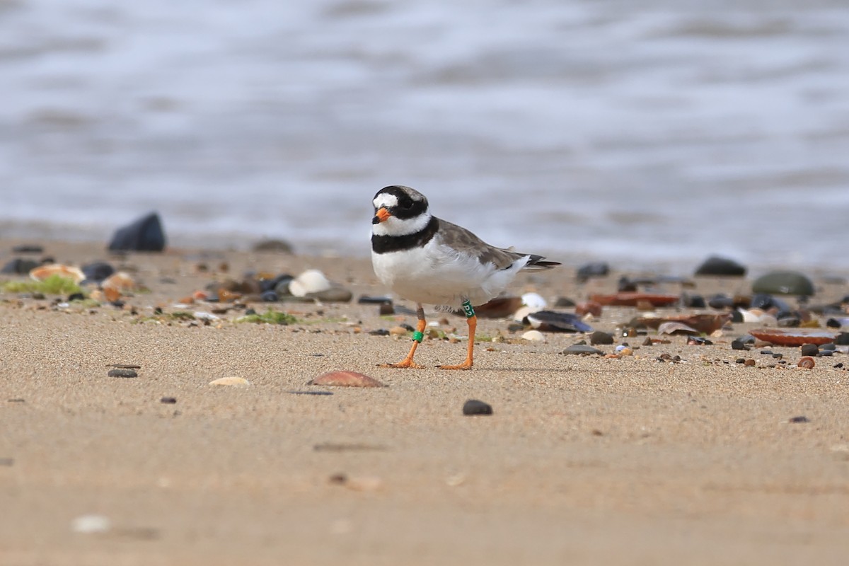 Common Ringed Plover - ML644683759
