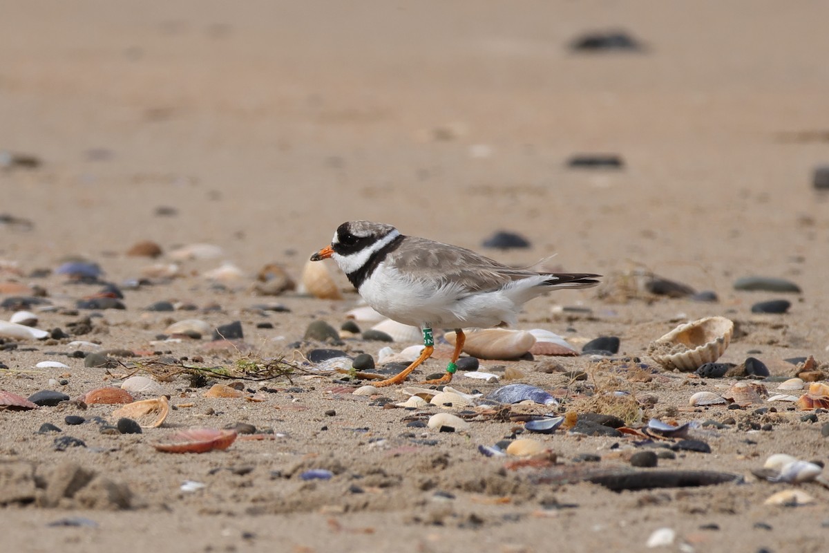 Common Ringed Plover - ML644683760