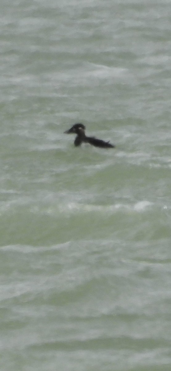 White-winged Scoter - ML644683767