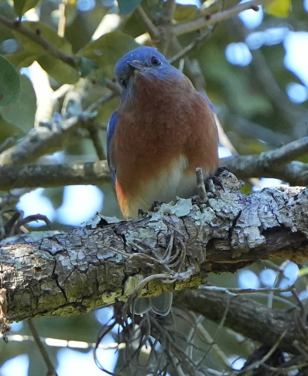 Eastern Bluebird - ML644683770