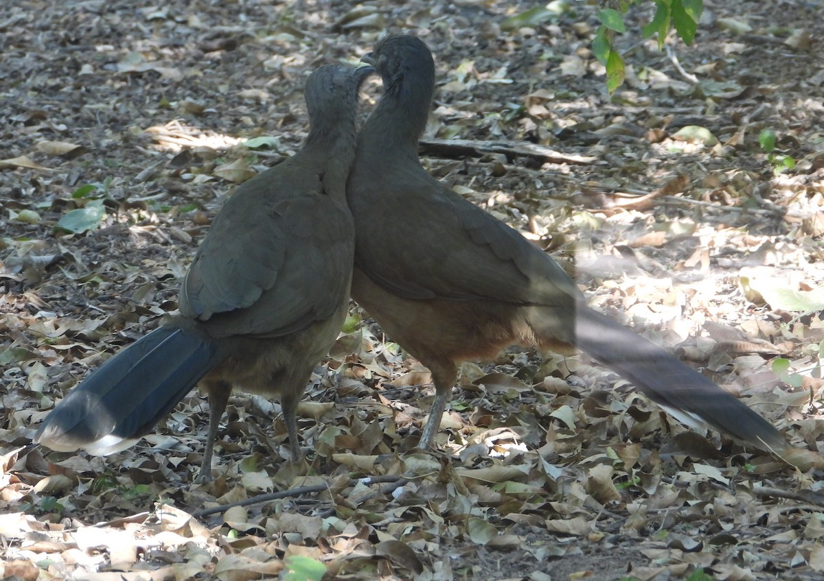 Plain Chachalaca - ML644683771