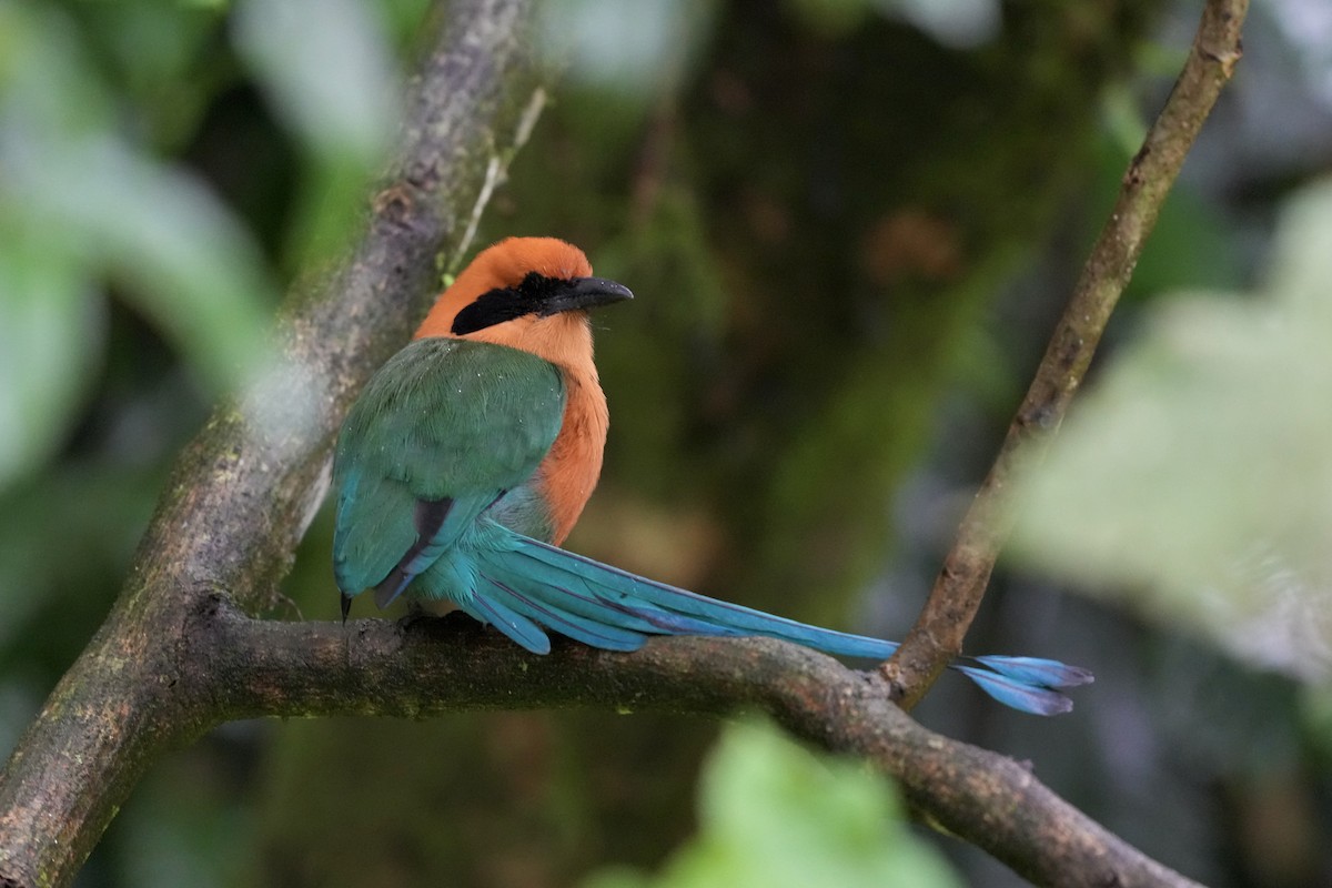 Motmot roux - ML644683781