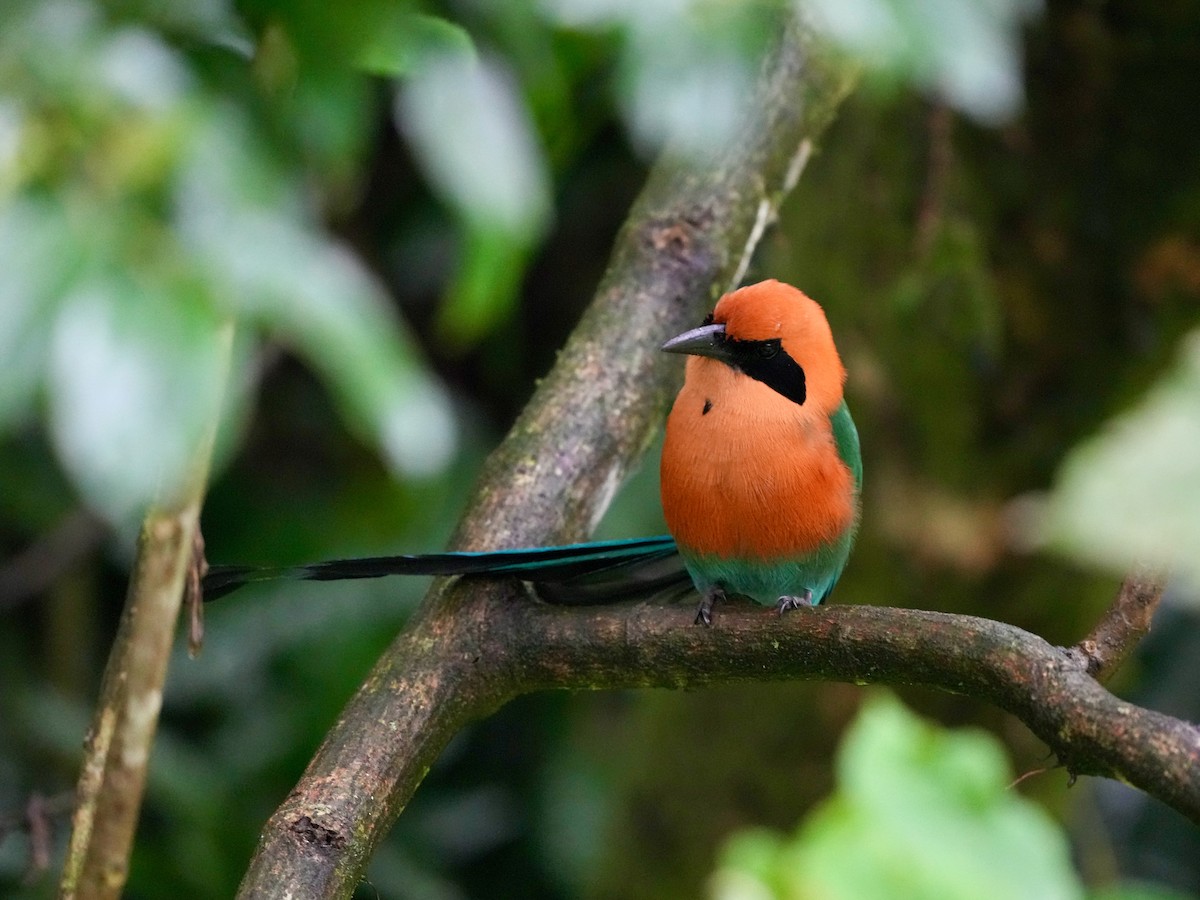 Motmot roux - ML644683782