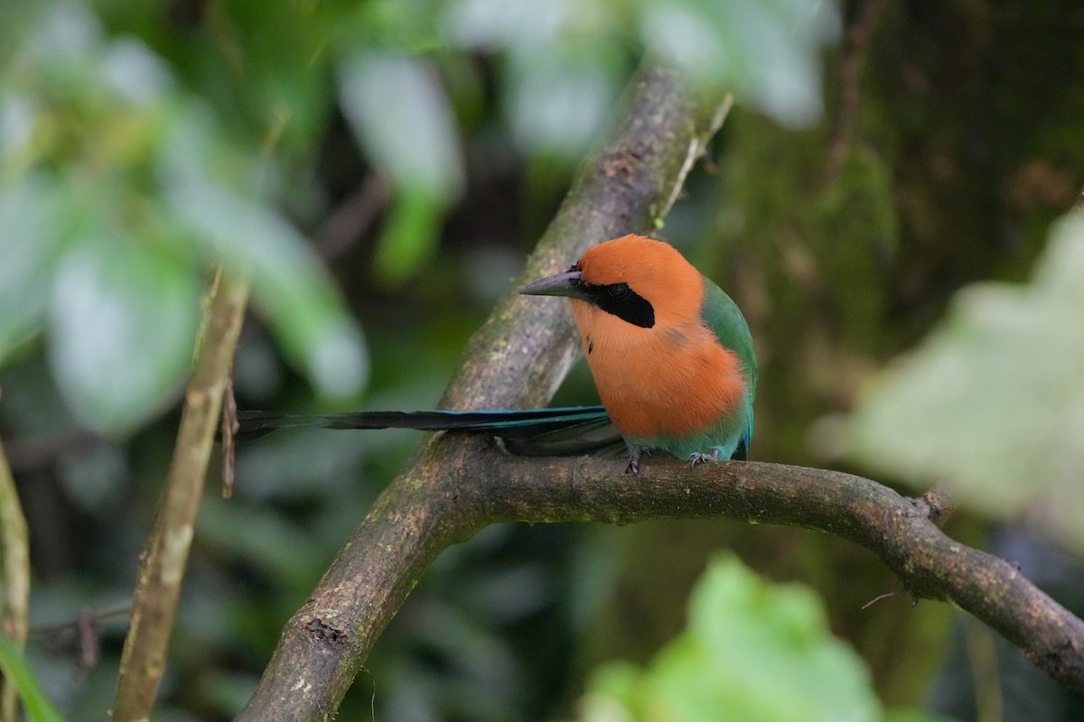 Motmot roux - ML644683783