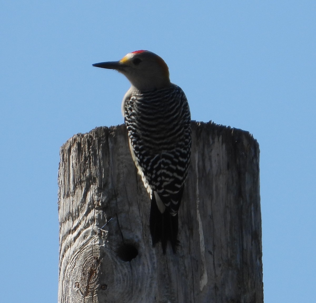Golden-fronted Woodpecker - ML644683790