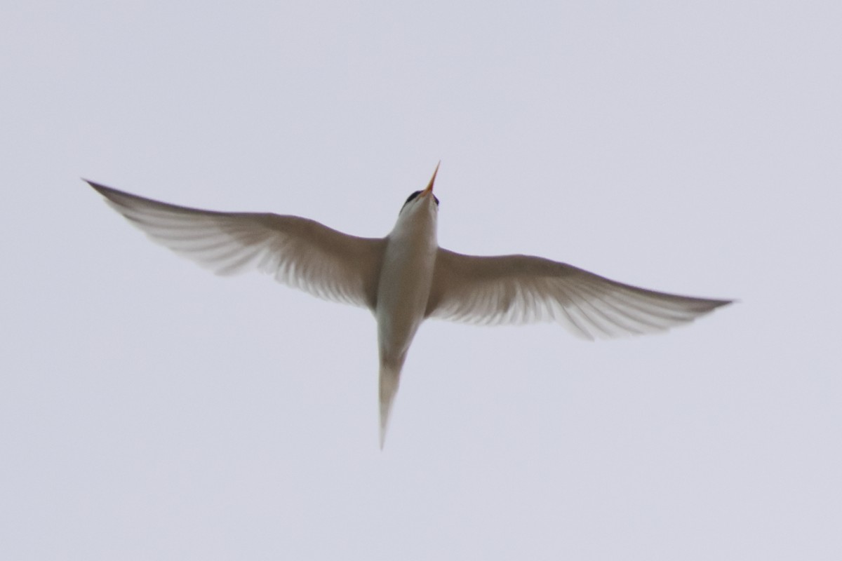 Little Tern - ML644683791