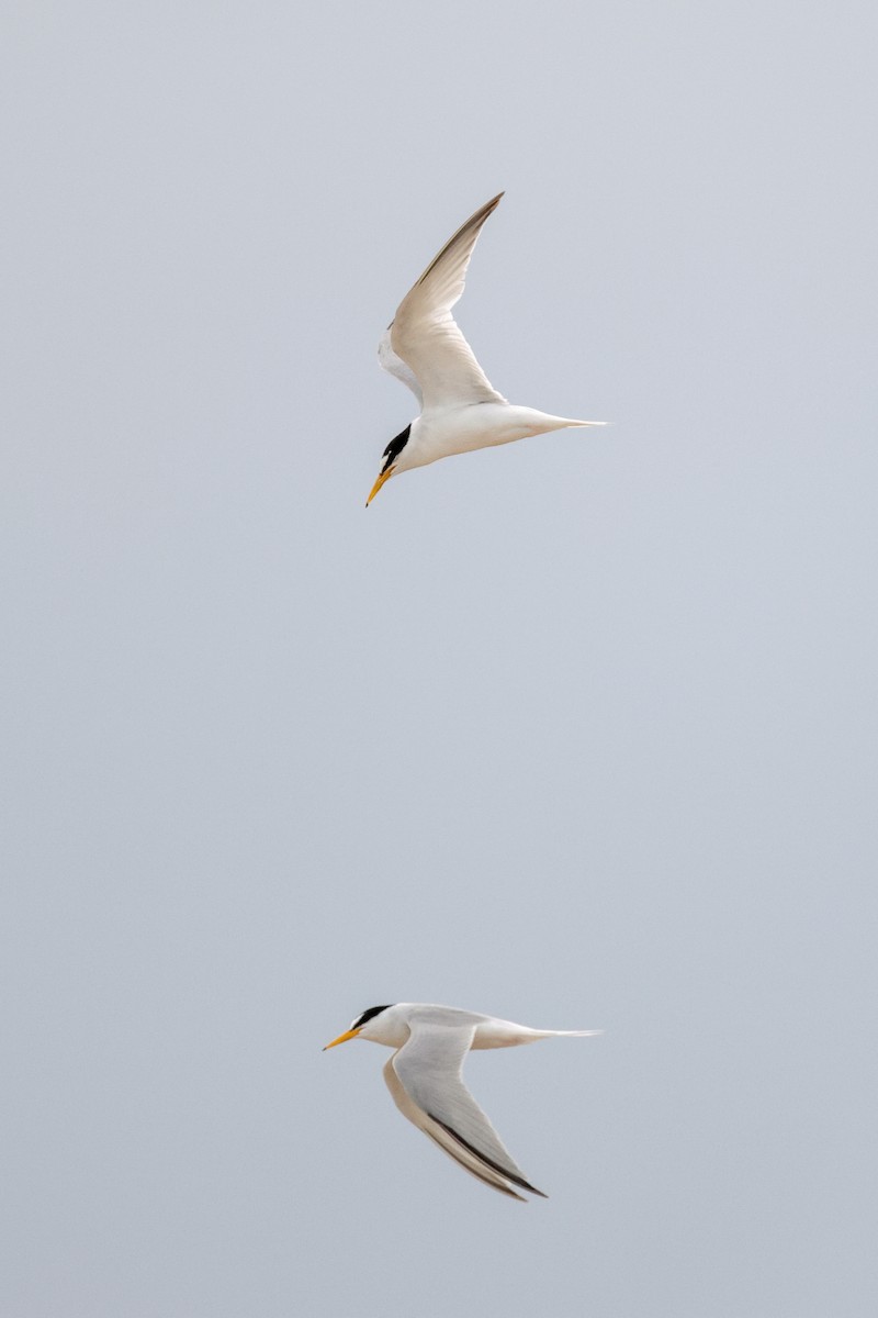 Little Tern - ML644683792