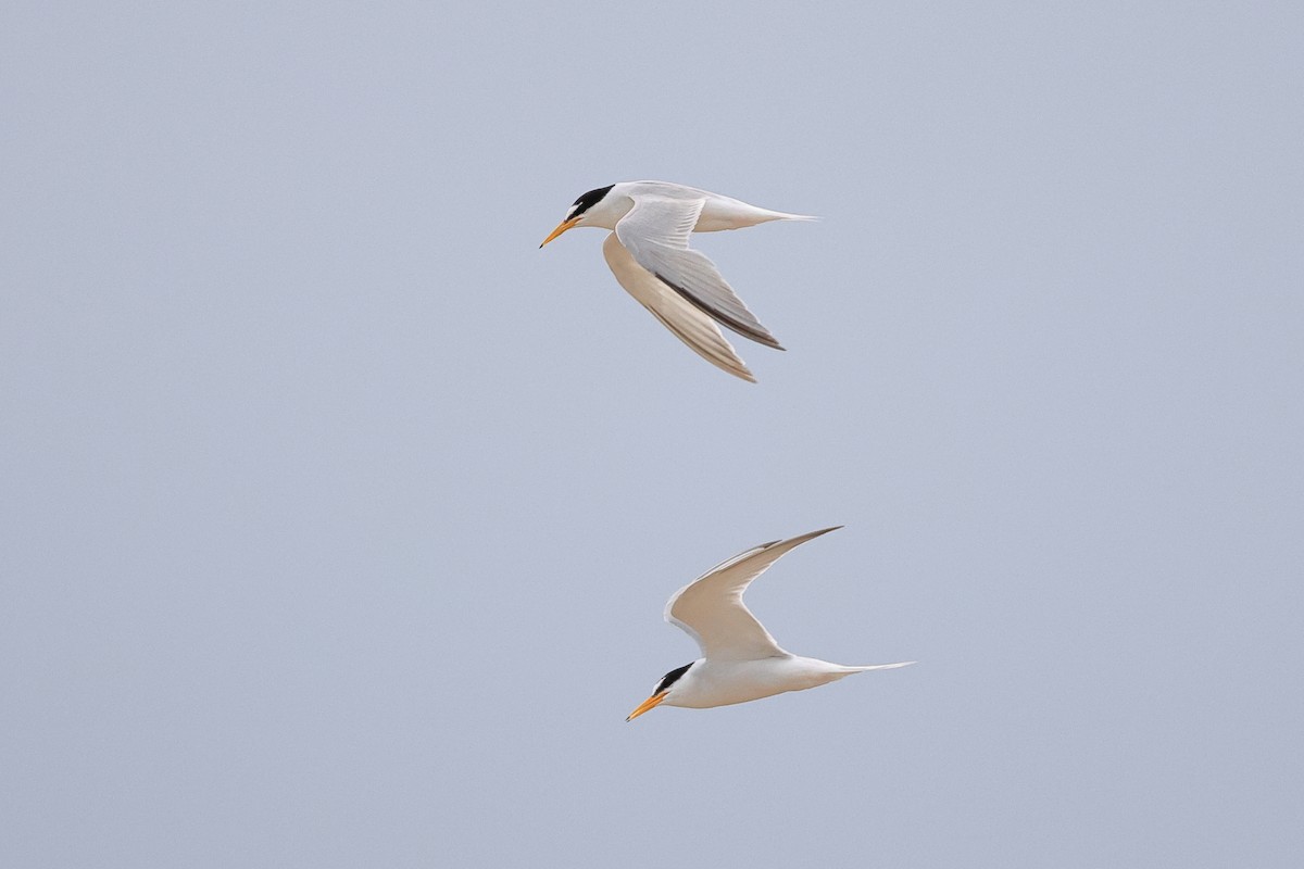 Little Tern - ML644683793