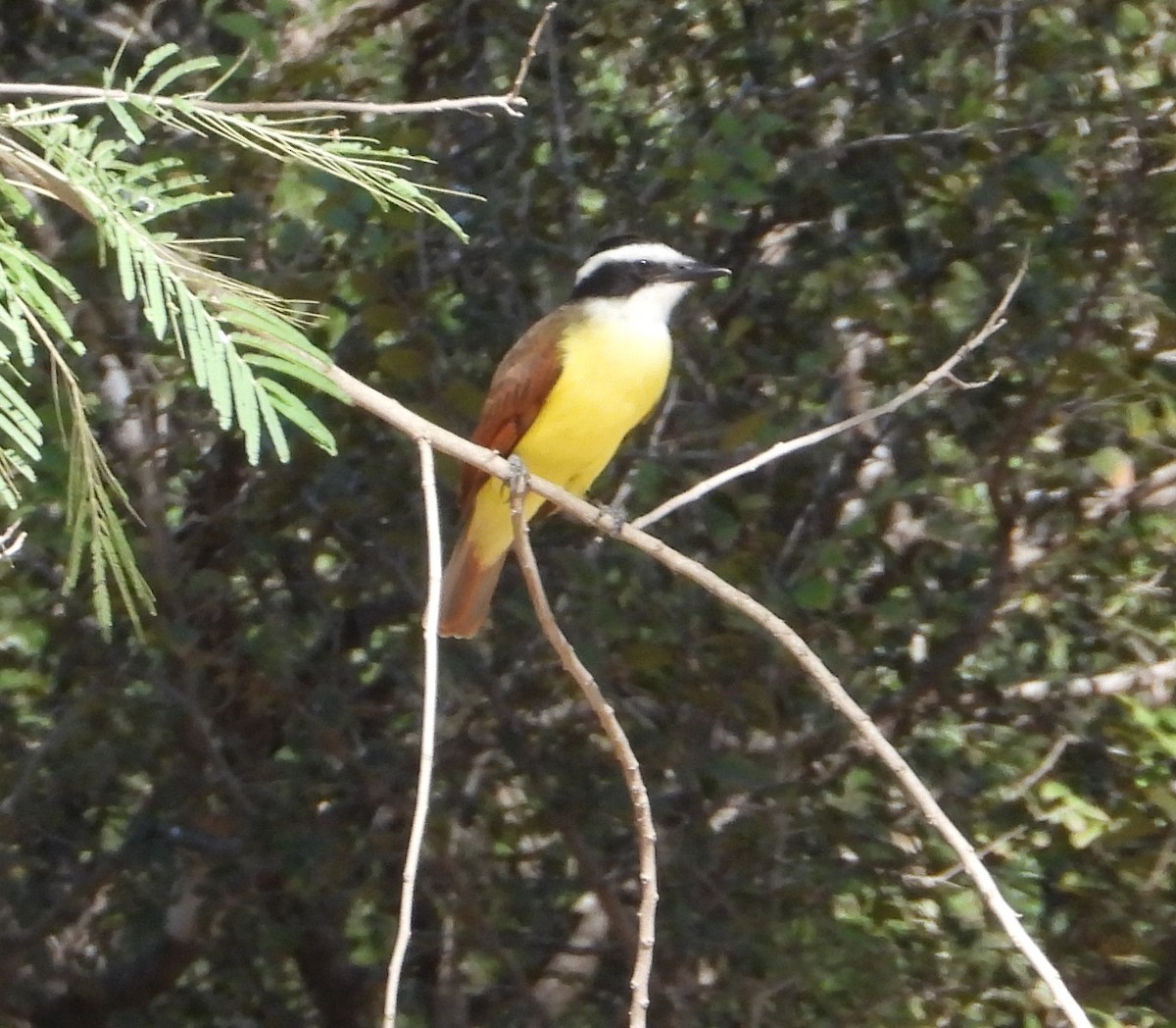 Great Kiskadee - ML644683798