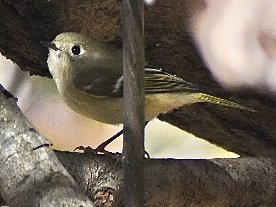 Rubingoldhähnchen - ML644683805