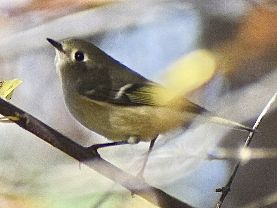 Rubingoldhähnchen - ML644683806