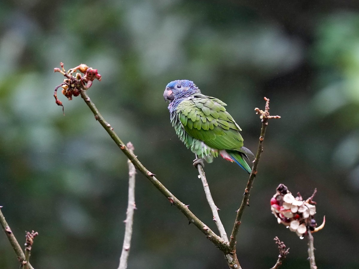 Blue-headed Parrot - ML644683808