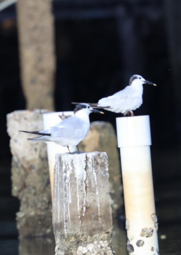 Sandwich Tern - ML644683811