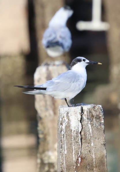 Sandwich Tern - ML644683812