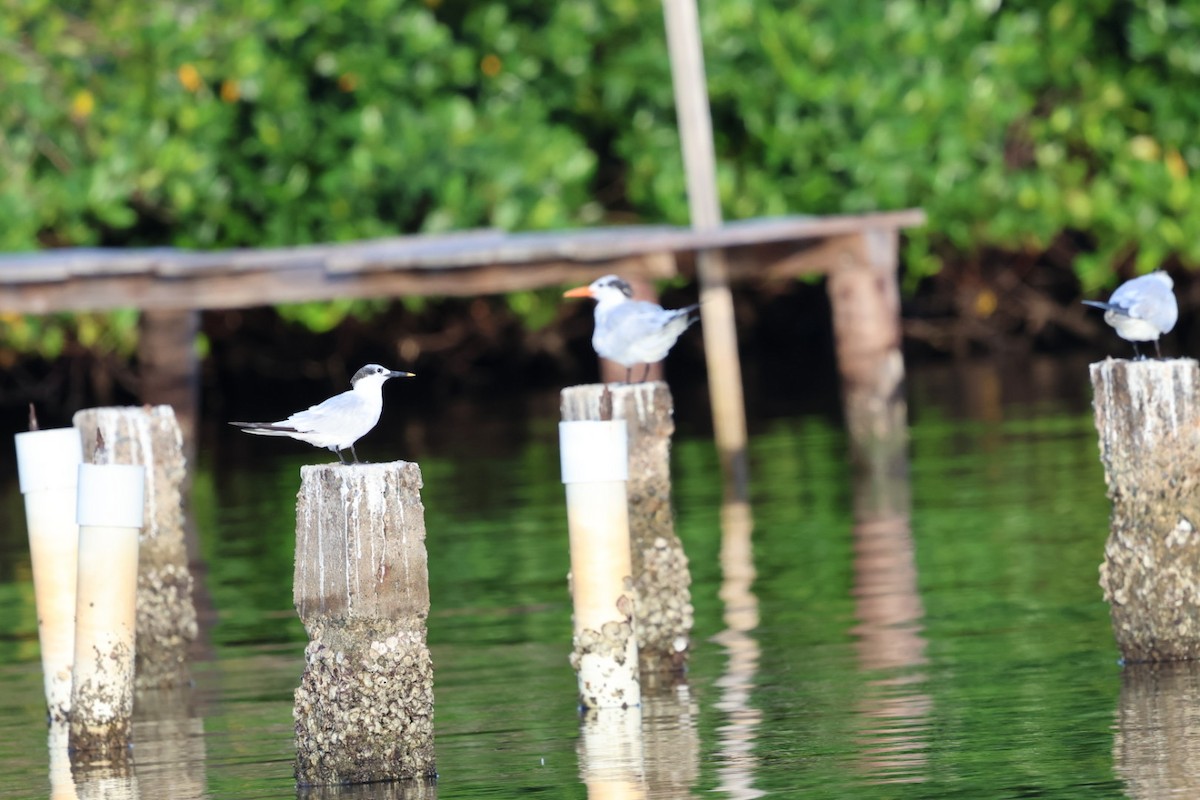 Sandwich Tern - ML644683813