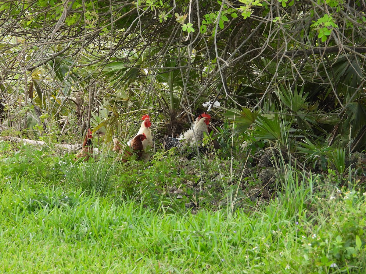 セキショクヤケイ（家畜） - ML644683817