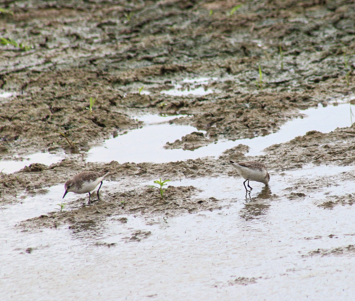 Bécasseau semipalmé - ML644683818