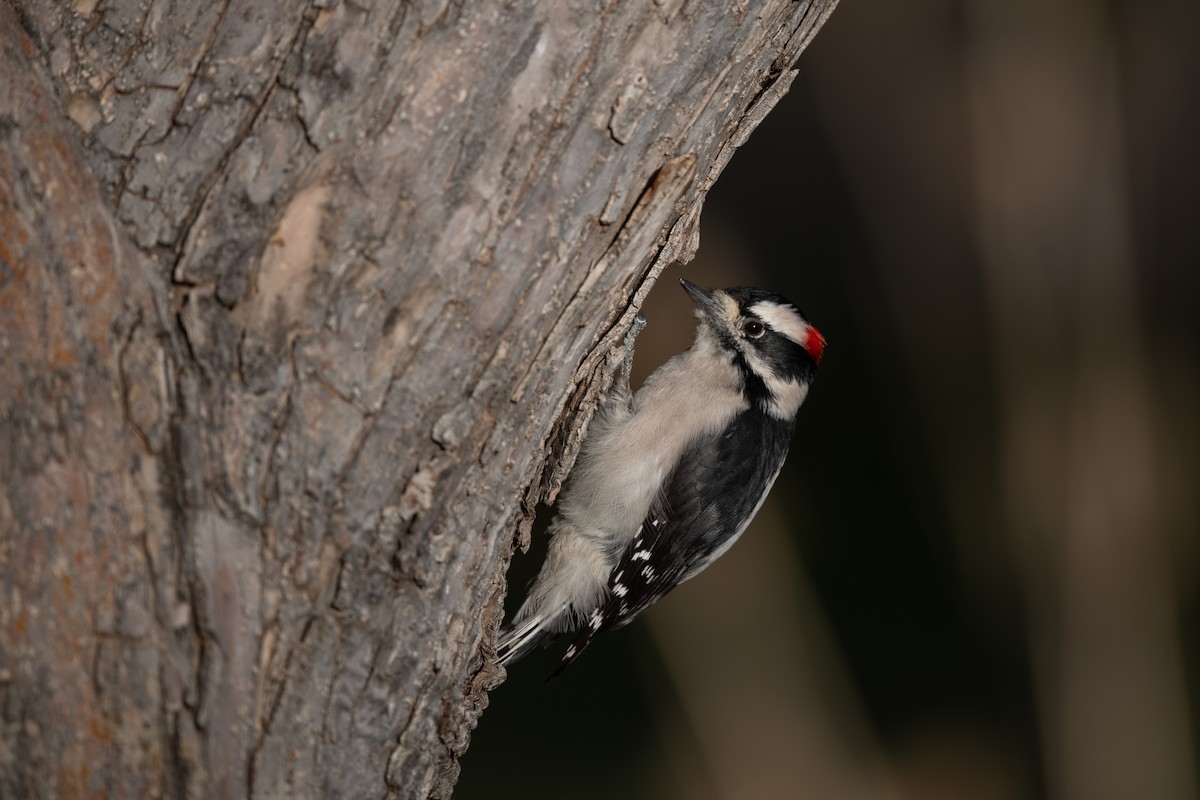 Downy Woodpecker - ML644683819