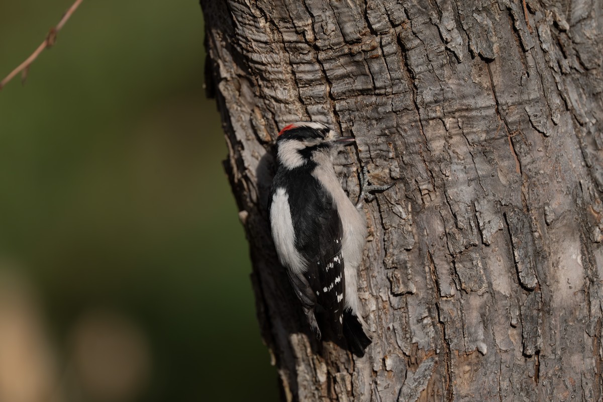 Downy Woodpecker - ML644683820