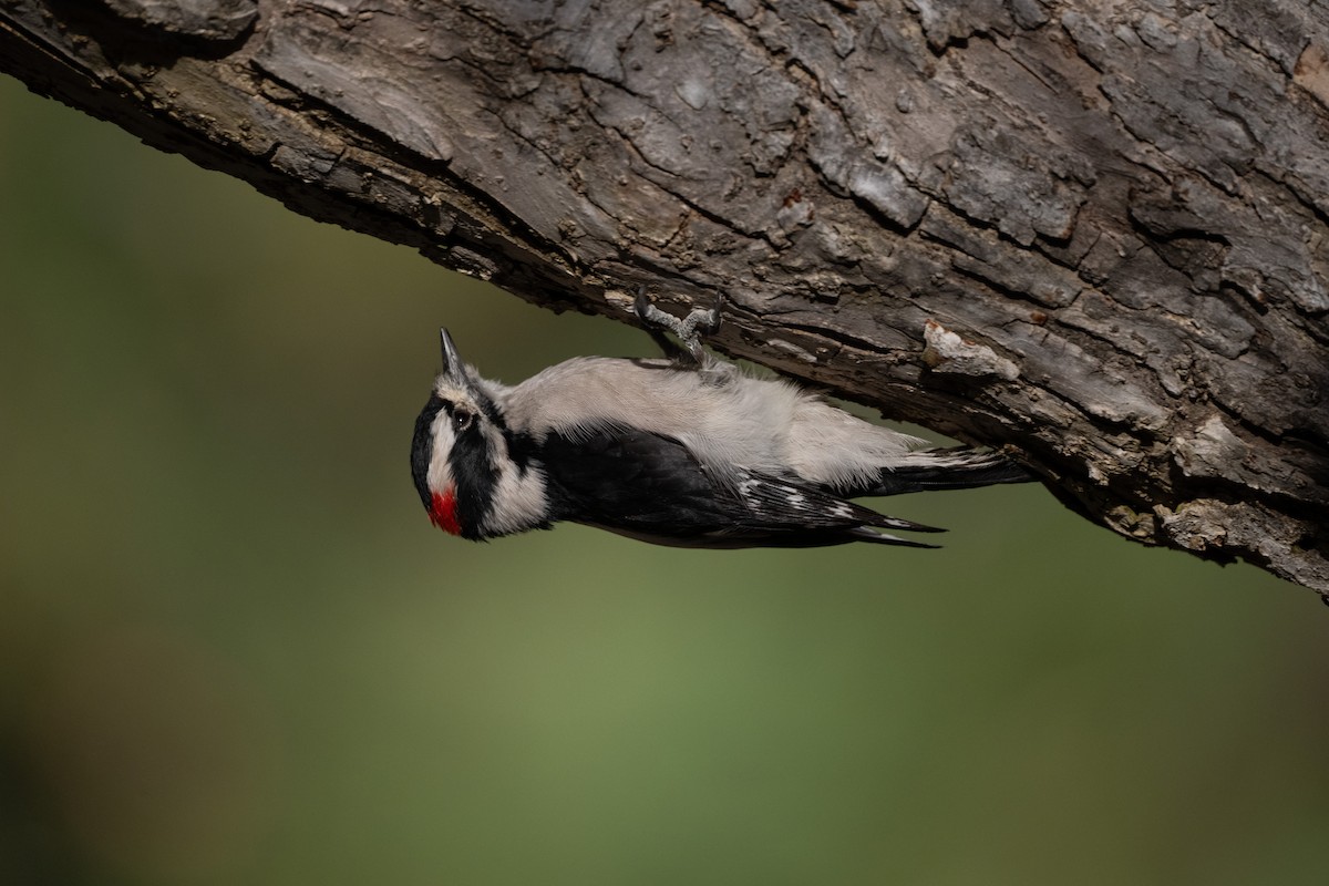 Downy Woodpecker - ML644683821