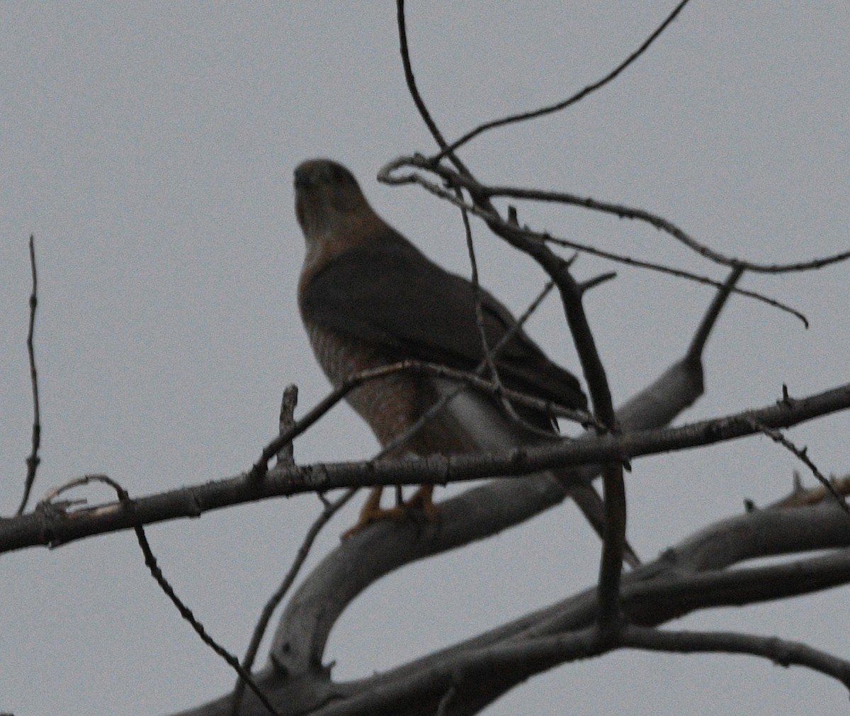 trostehauk - ML644683832