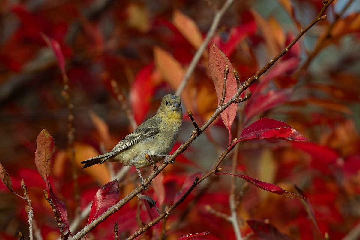 Чиж малий - ML644683833