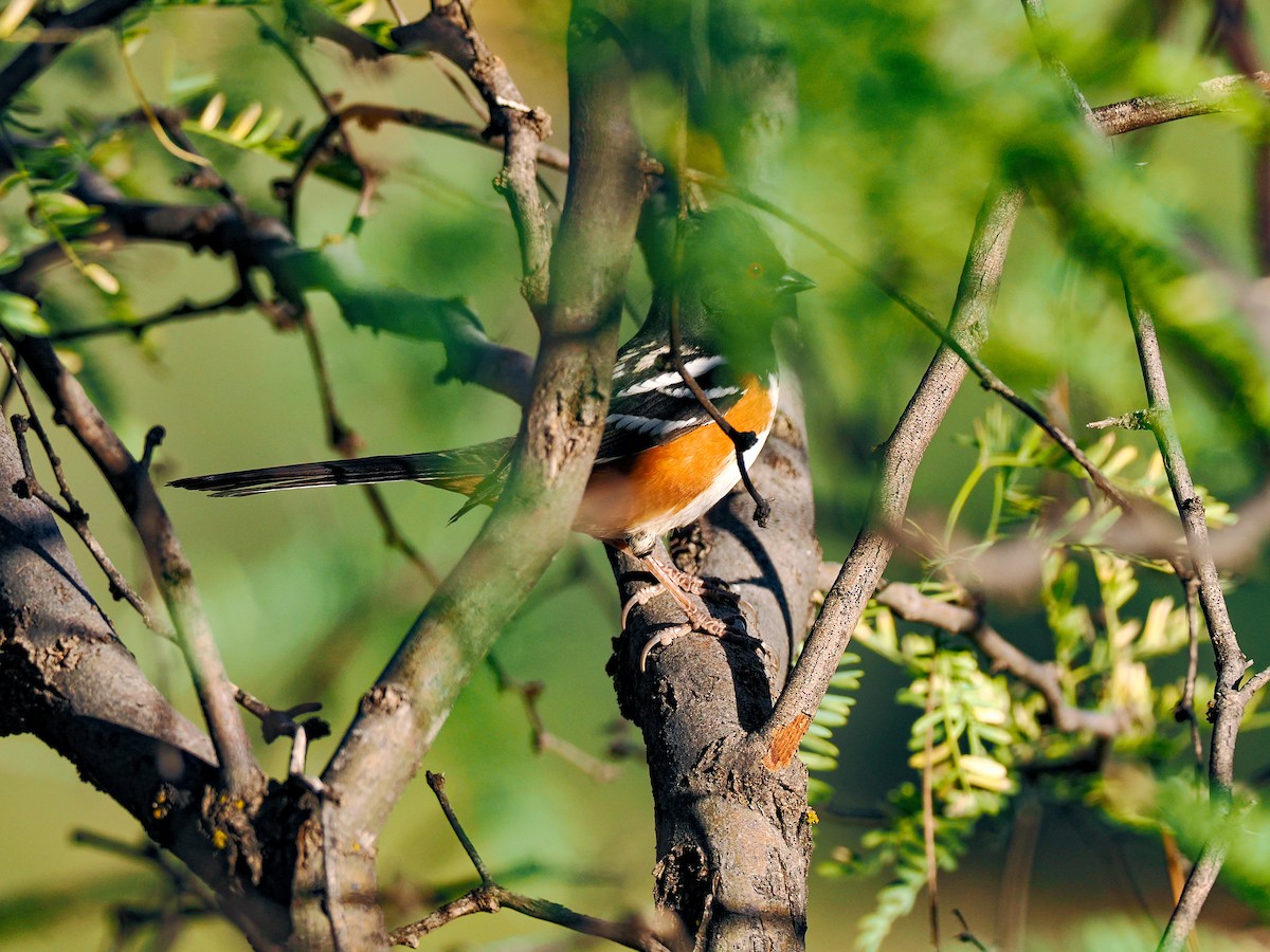 Тауї плямистий - ML644683837