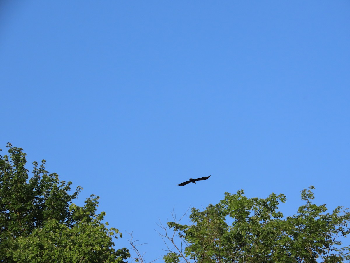 krkavec velký - ML644683840