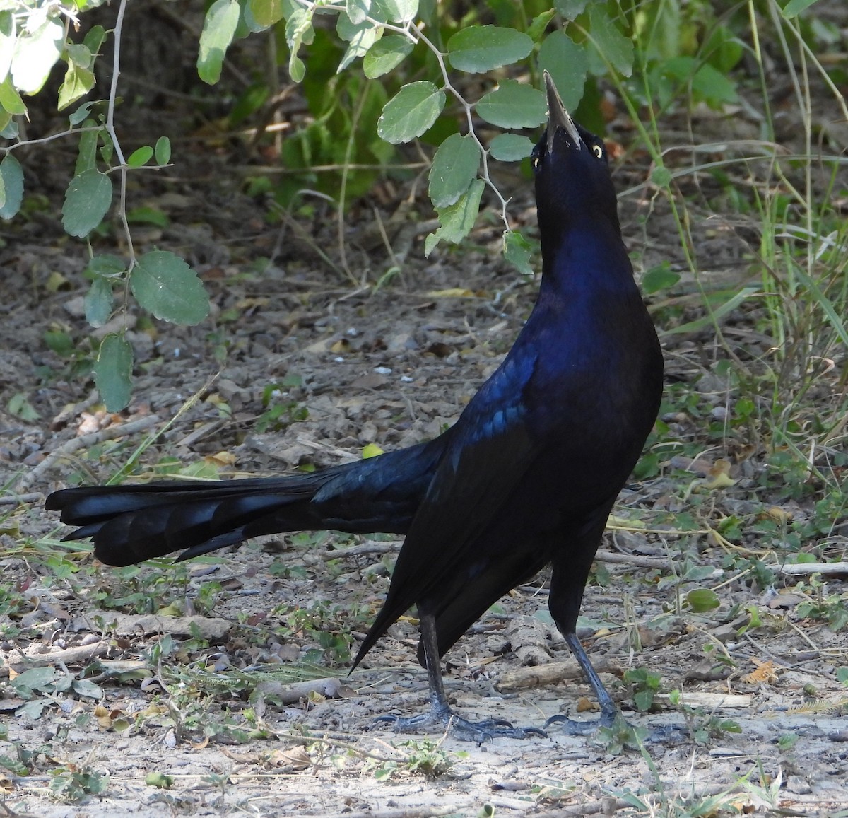 Great-tailed Grackle - ML644683841