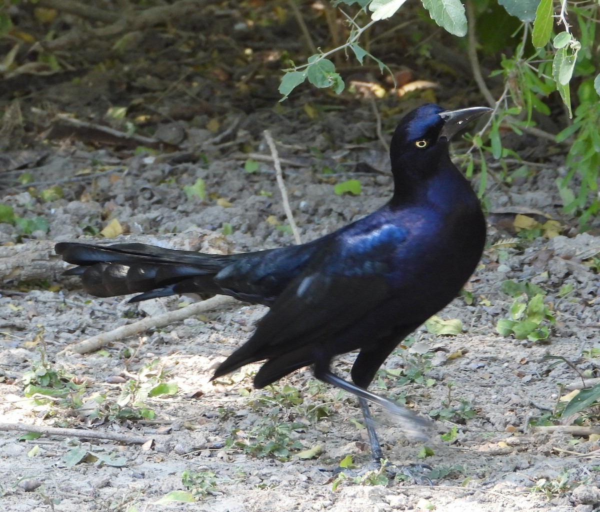 Great-tailed Grackle - ML644683842