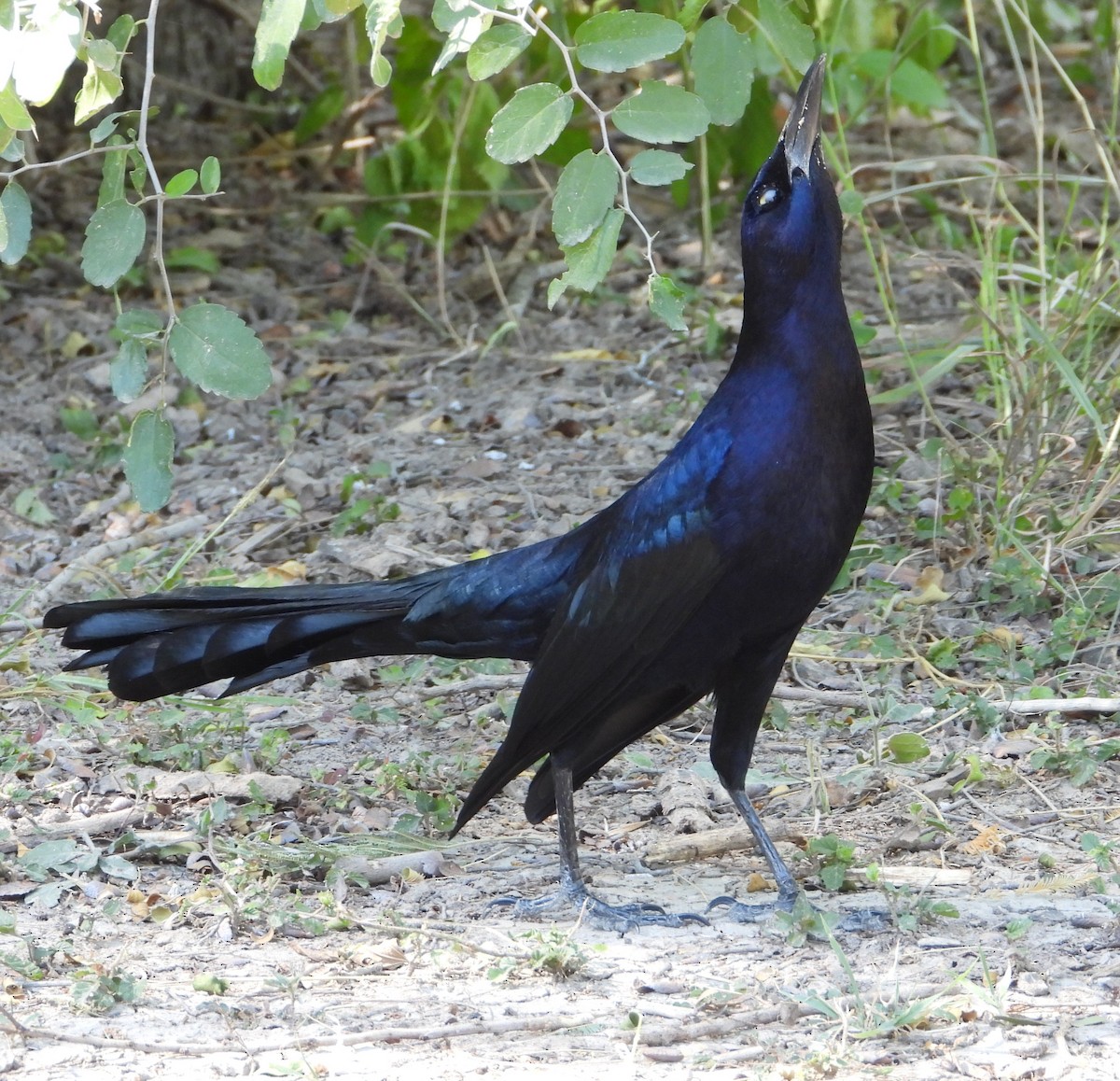Great-tailed Grackle - ML644683843