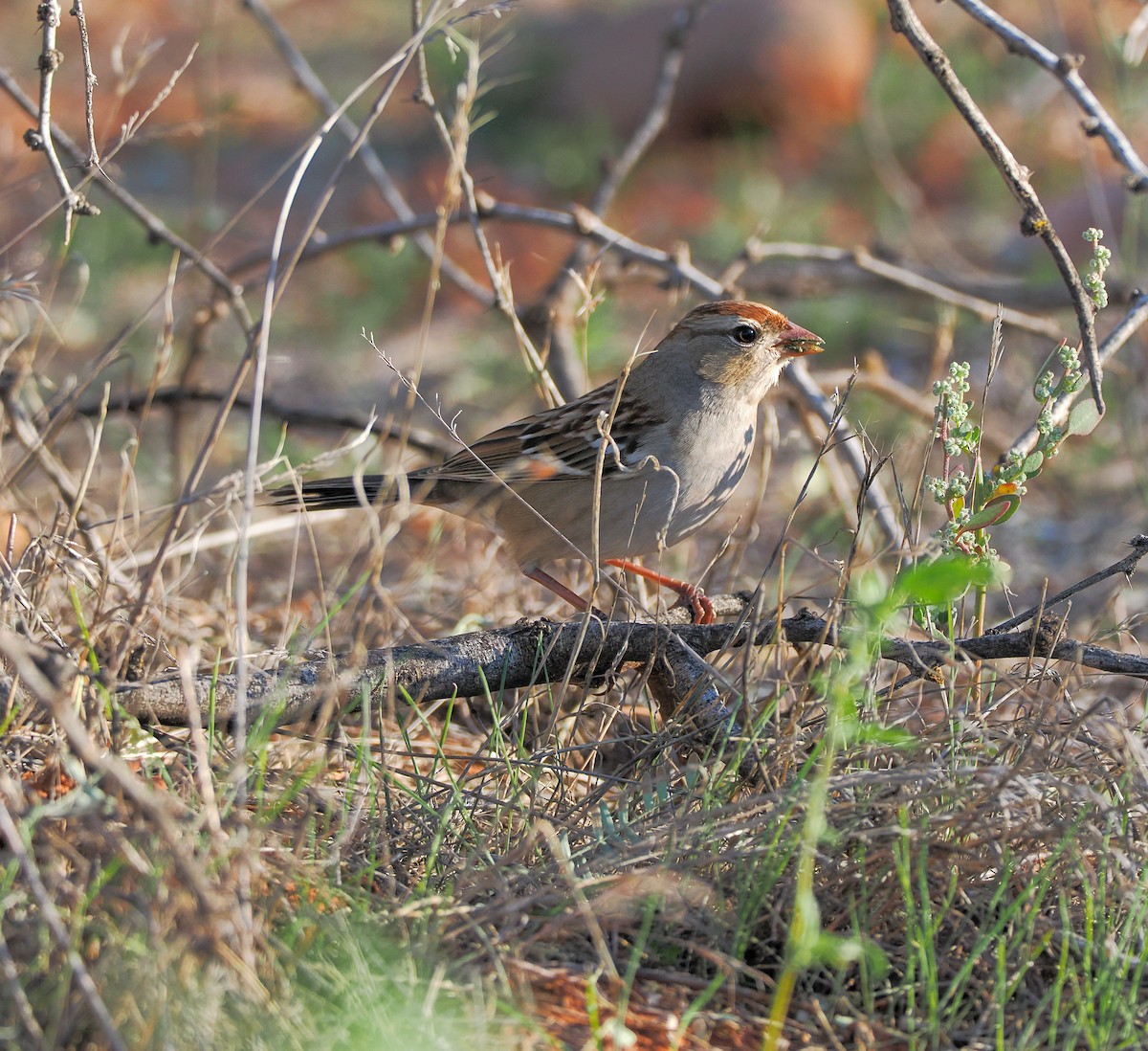 White-crowned Sparrow - ML644683845