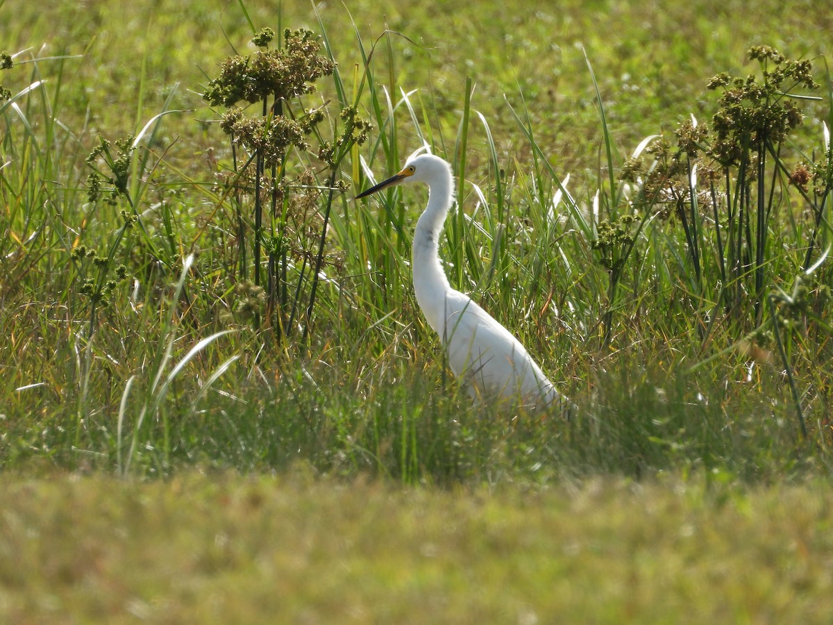 ユキコサギ - ML644683851