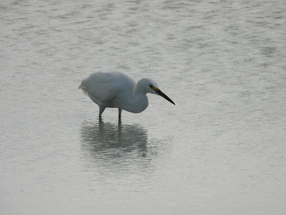 ユキコサギ - ML644683852