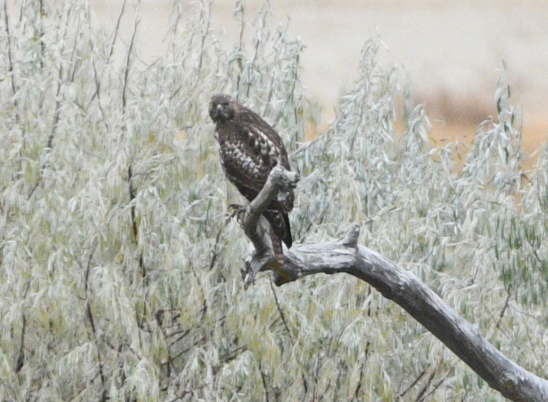 Red-tailed Hawk - ML644683854