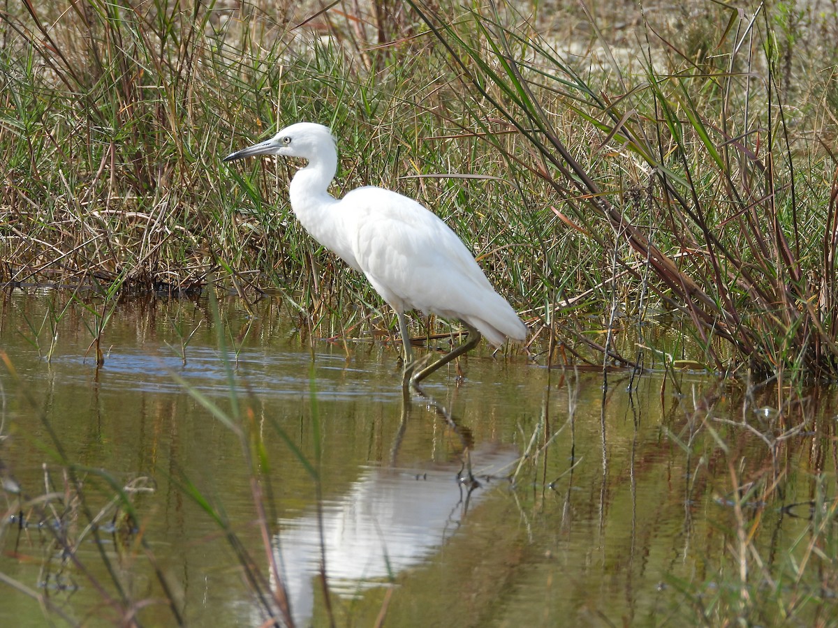 ヒメアカクロサギ - ML644683859