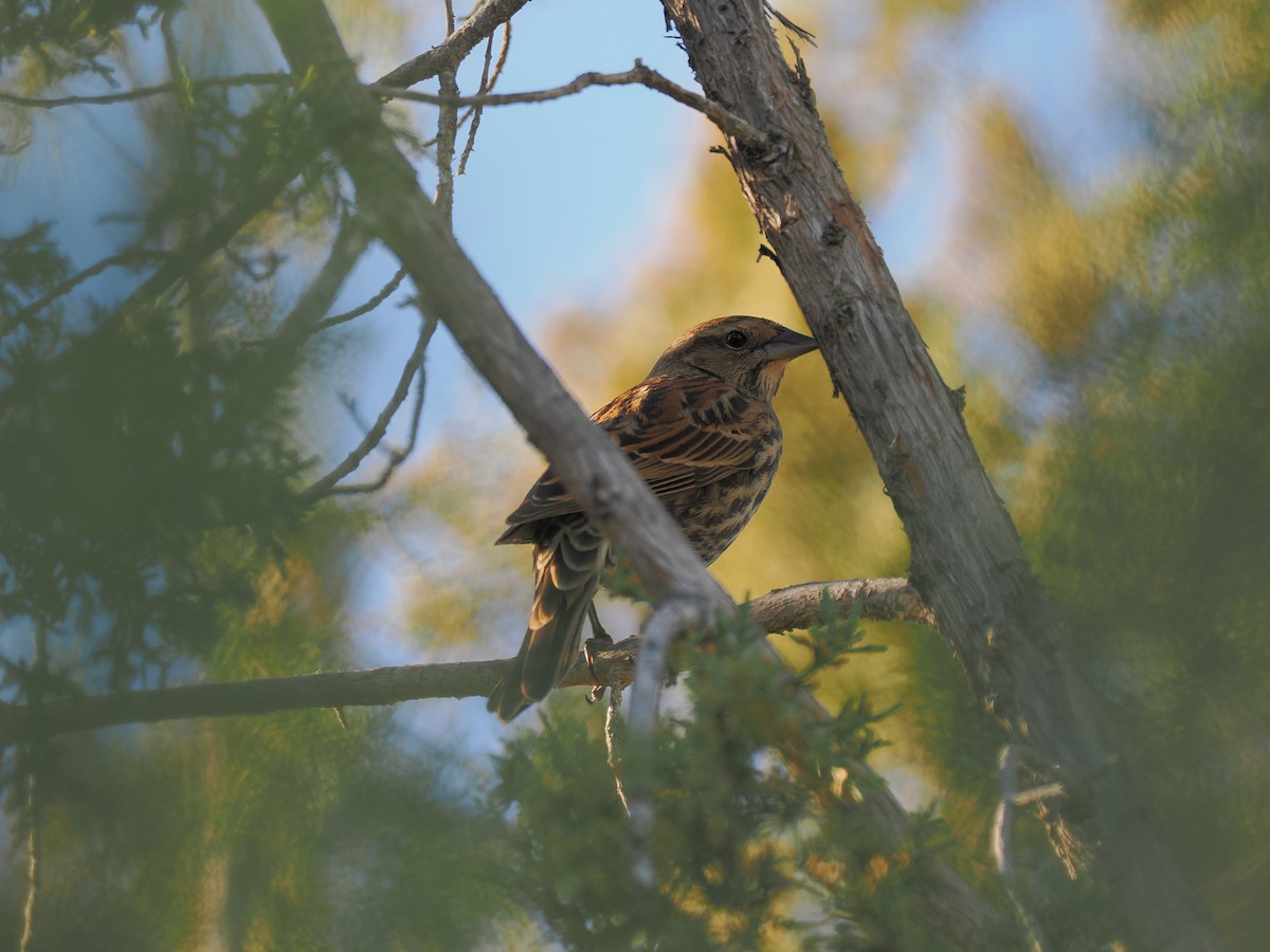 Еполетник червоноплечий - ML644683873