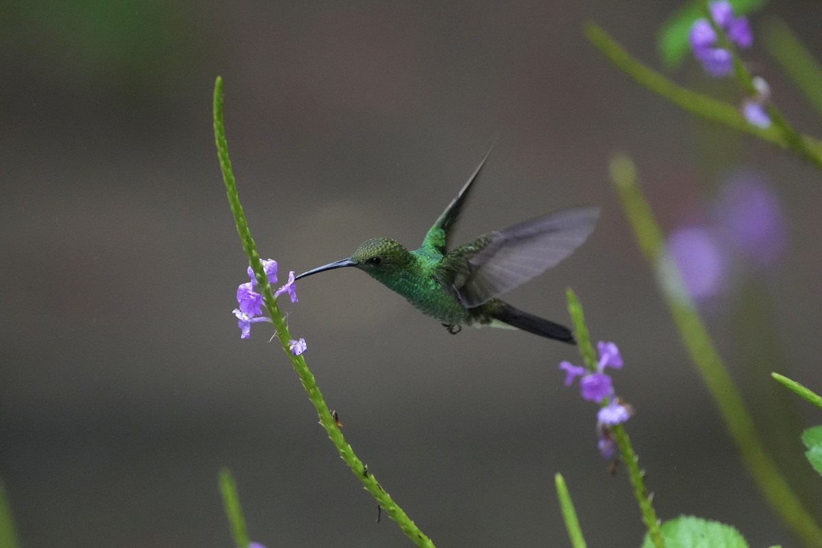 Колібрі-білогуз синьохвостий - ML644683875