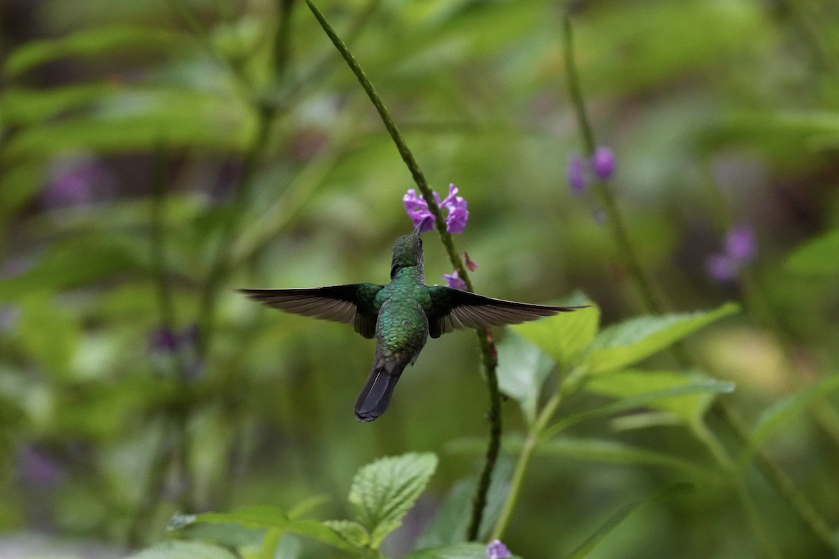 Колібрі-білогуз синьохвостий - ML644683876