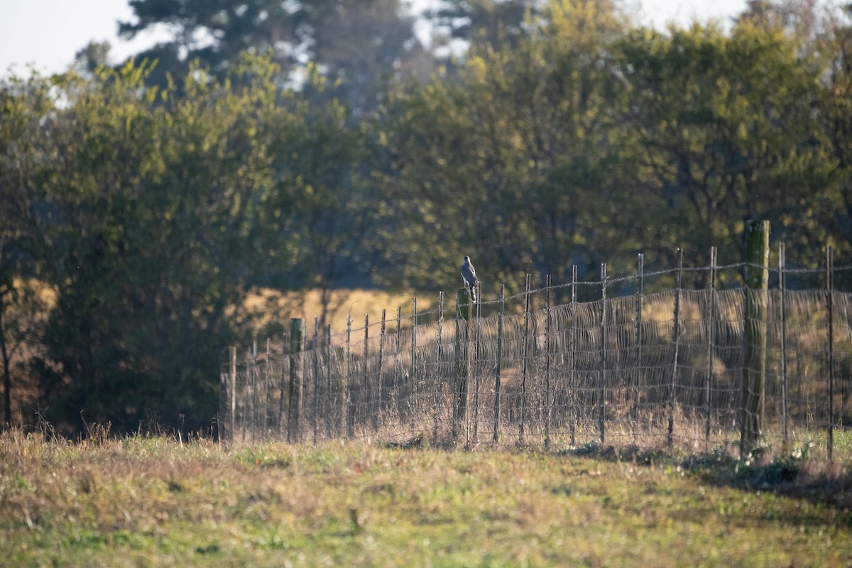 trostehauk - ML644683877