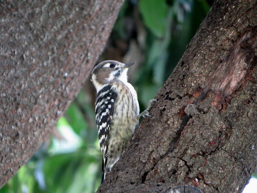 Дятел бурощокий - ML644683879