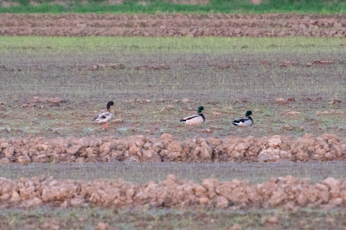 Крижень звичайний - ML644683881