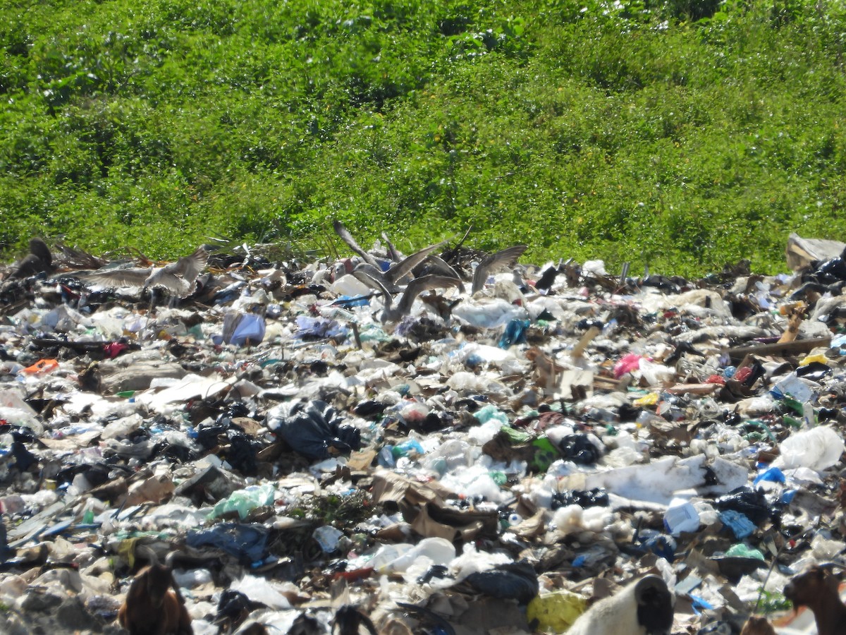 Мартин чорнокрилий - ML644683882