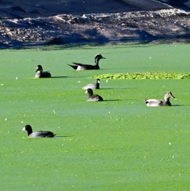 Свищ американський - ML644683883