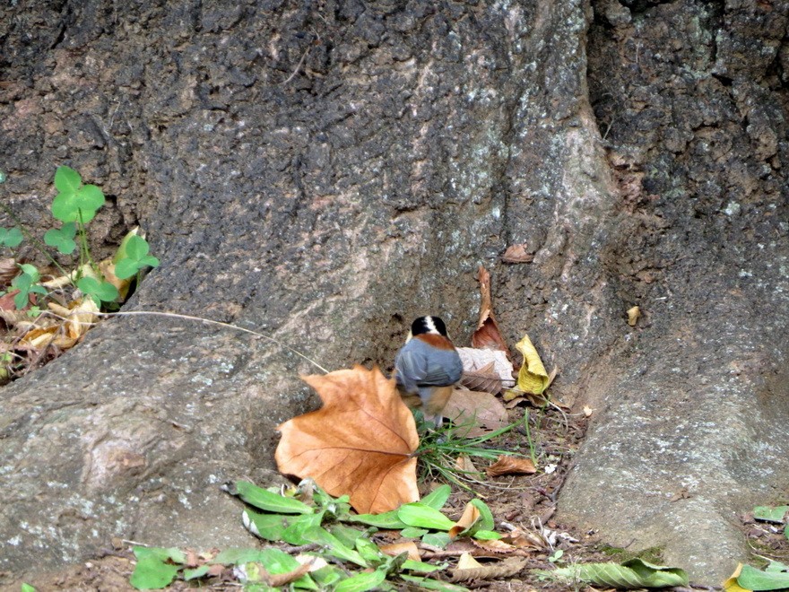 Гаїчка японська - ML644683885