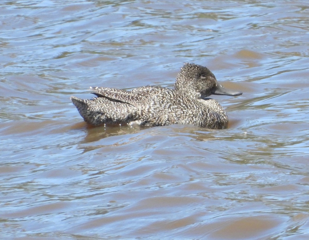 Freckled Duck - ML644683887