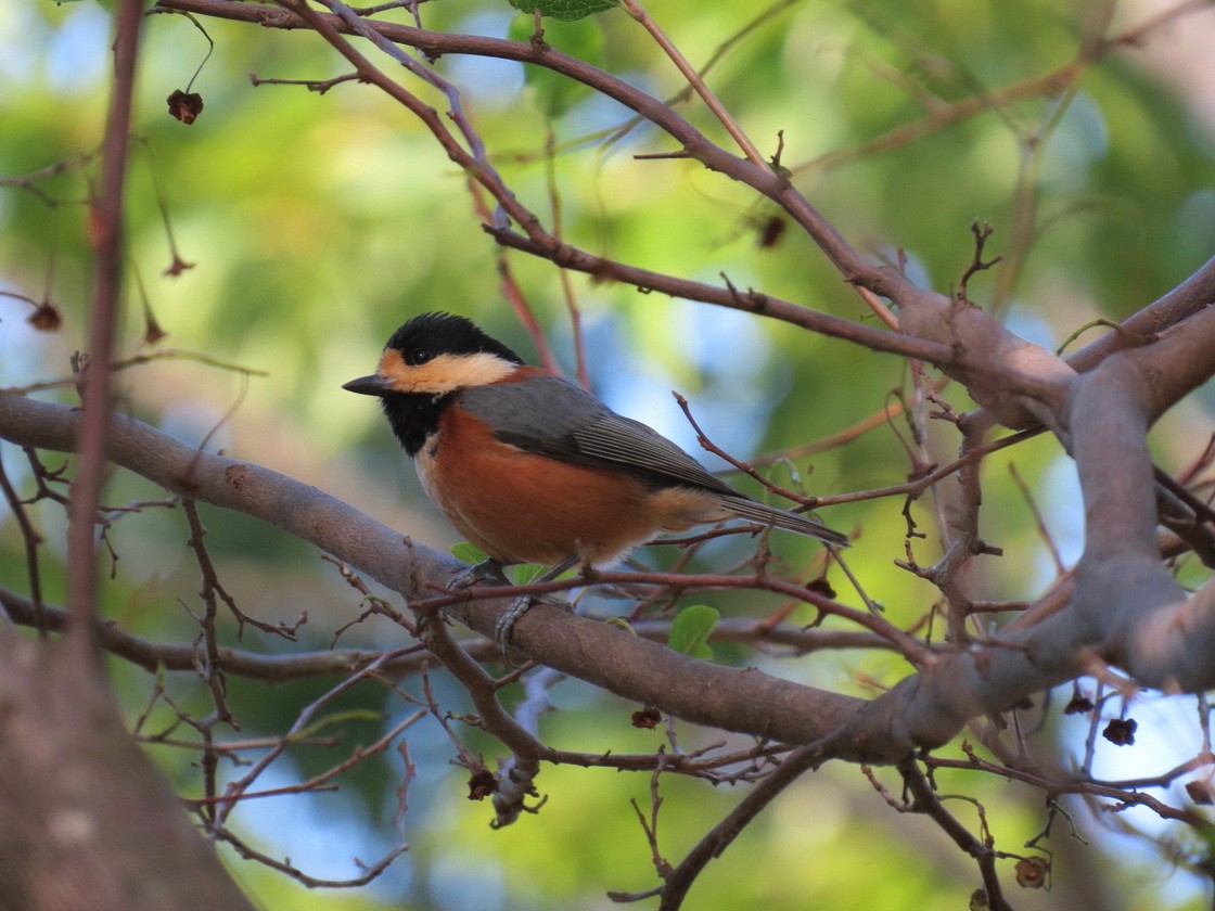 Гаїчка японська - ML644683888