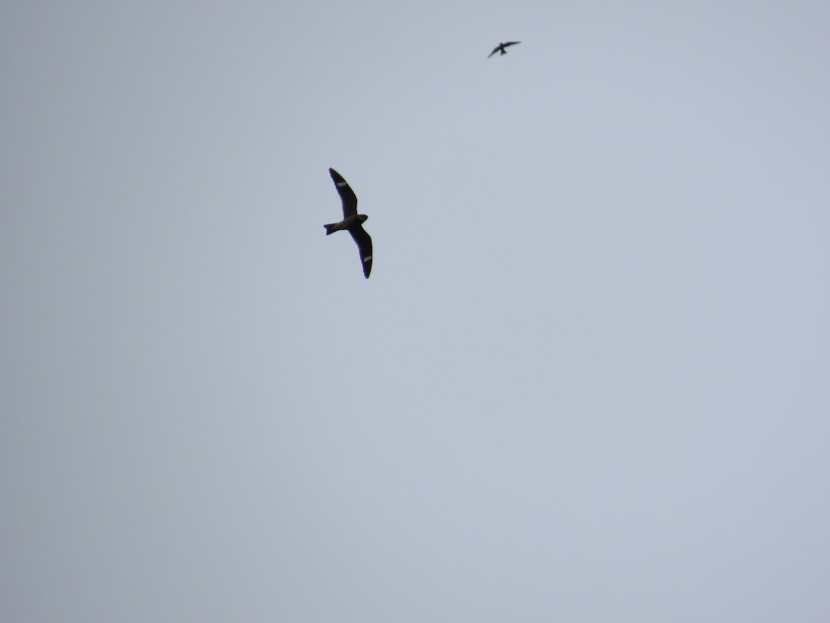 Анаперо віргінський - ML644683889